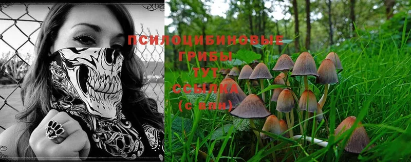 цена   ОМГ ОМГ онион  Галлюциногенные грибы Psilocybine cubensis  Грайворон 